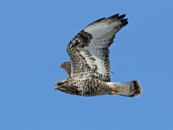 Rough-legged Hawk photo #1