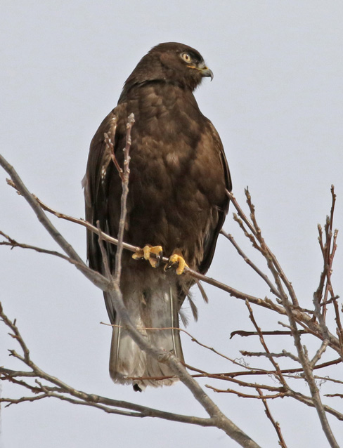 Rough-legged Hawk