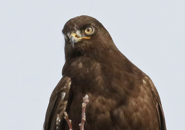 Rough-legged Hawk