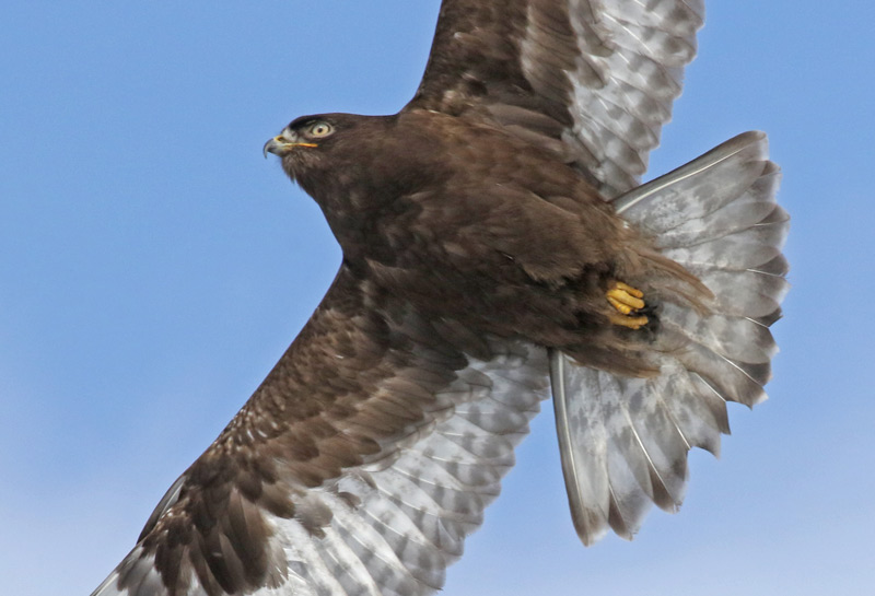 Rough-legged Hawk