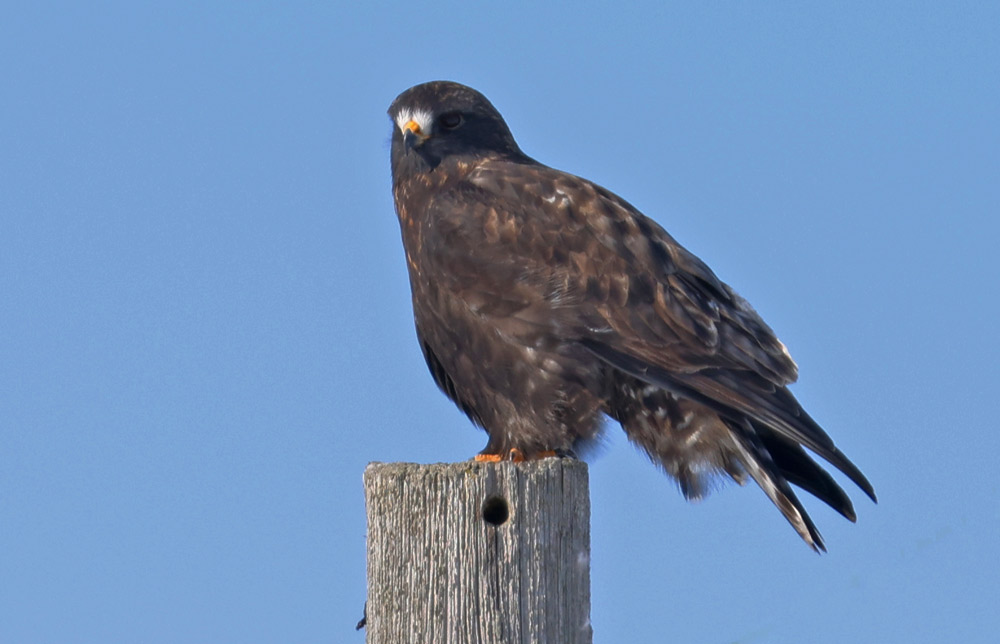 Rough-legged Hawk