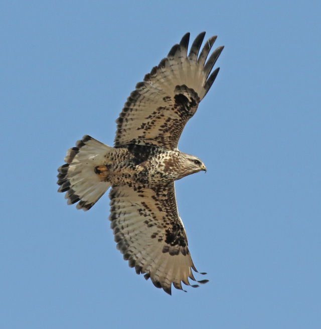 Rough-legged Hawk photo #3