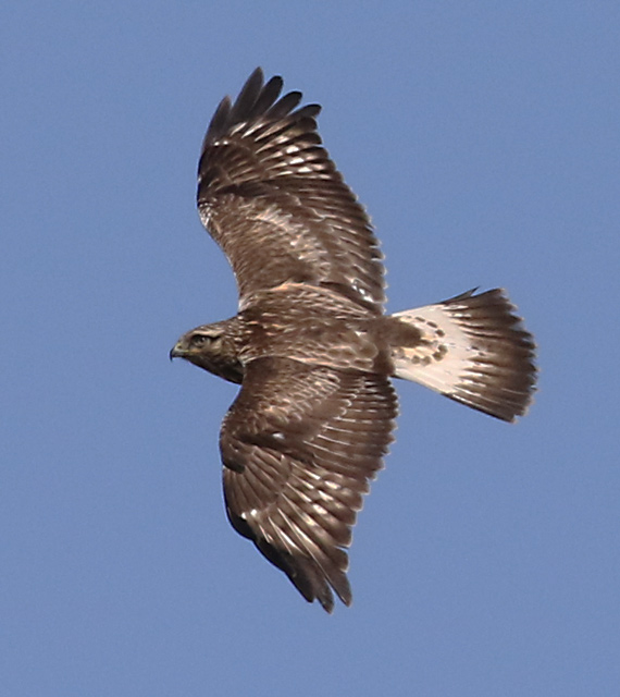 Rough-legged Hawk photo #5