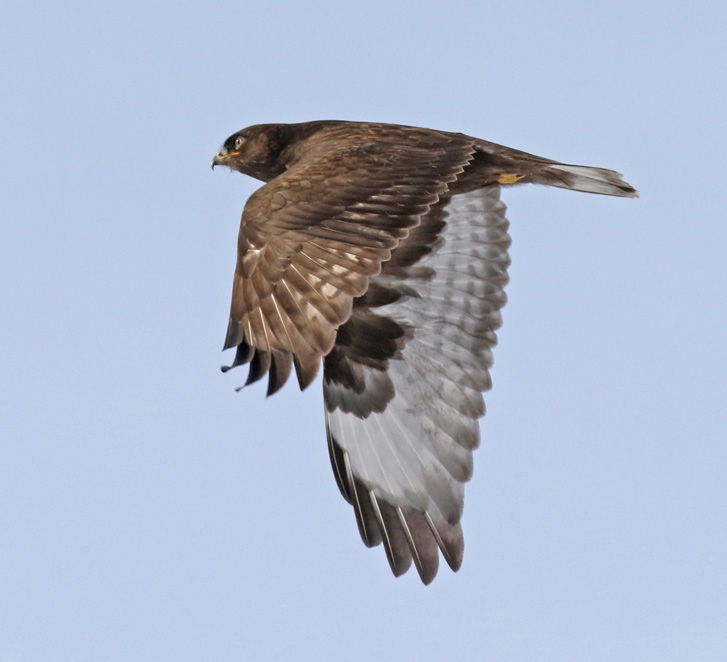 Rough-legged Hawk