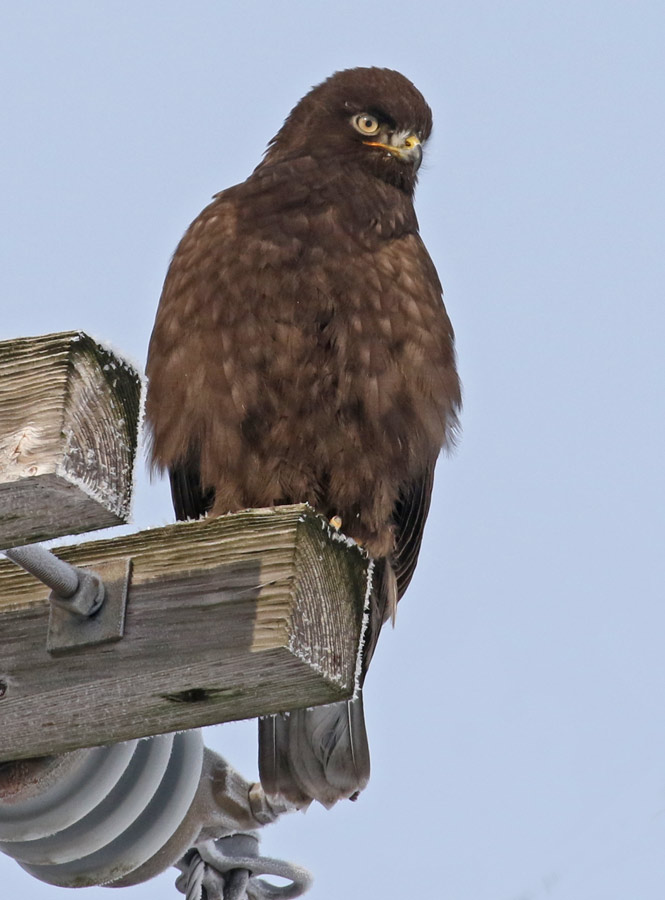 Rough-legged Hawk