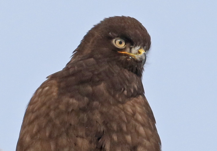 Rough-legged Hawk