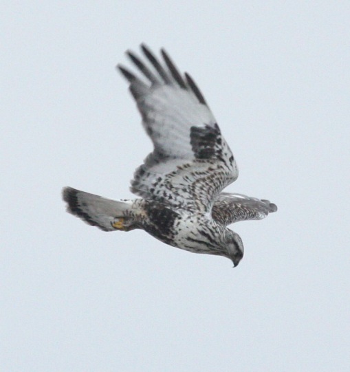 Rough-legged Hawk