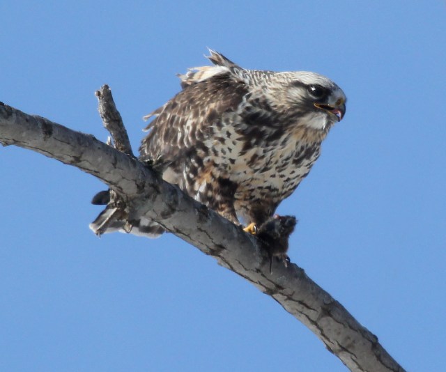 Rough-legged Hawk