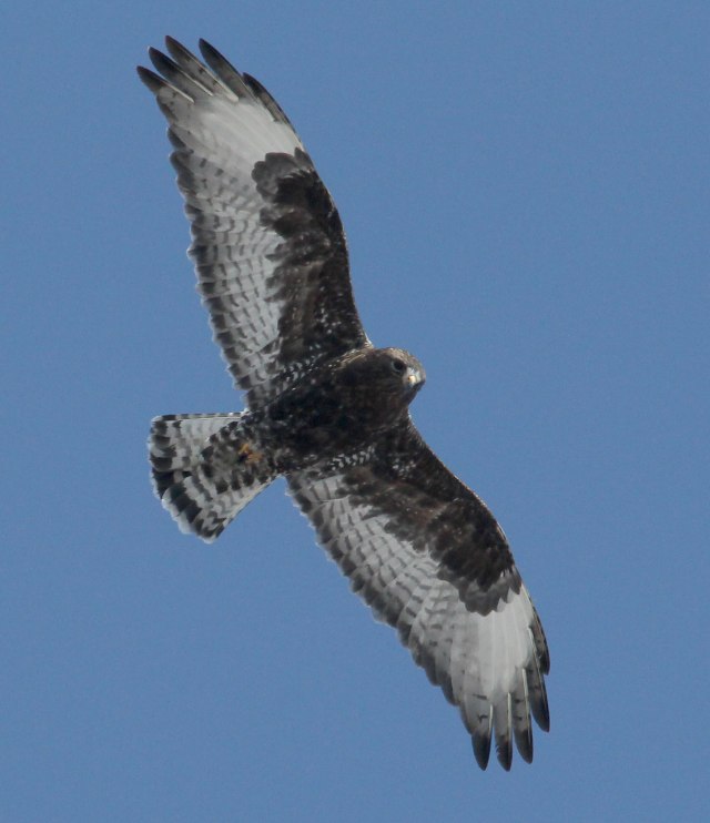 Rough-legged Hawk