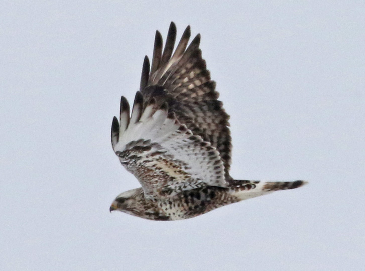 Rough-legged Hawk photo #4