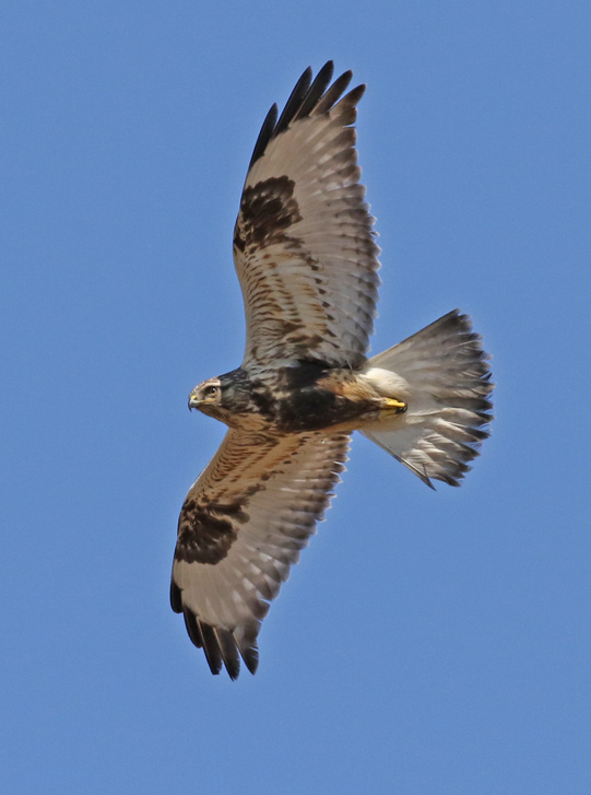 Rough-legged Hawk photo #3
