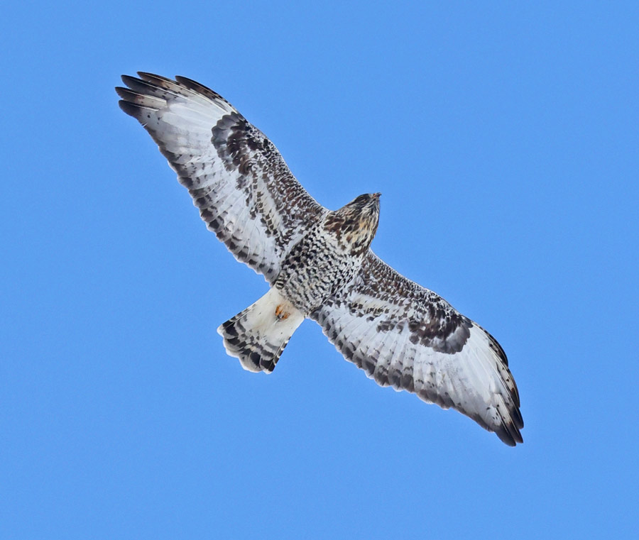 Rough-legged Hawk photo #2