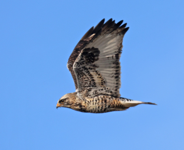 Rough-legged Hawk photo #8