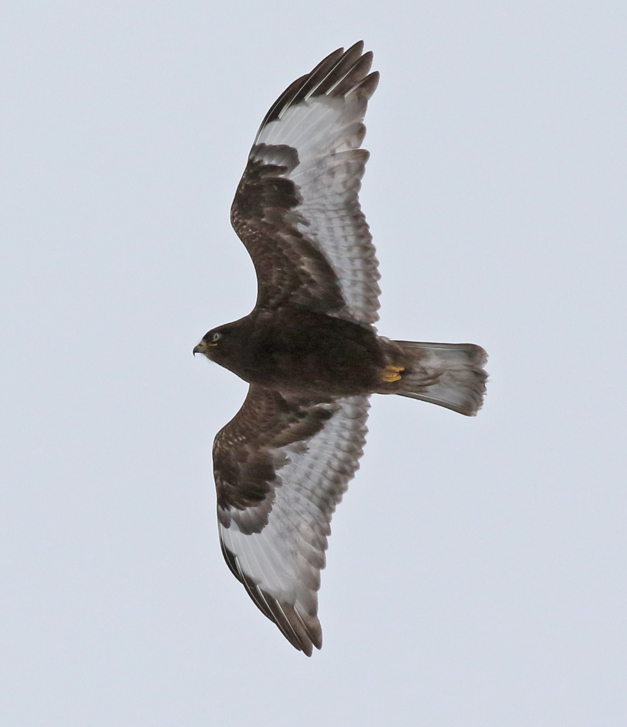 Rough-legged Hawk