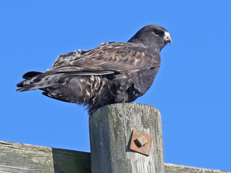 Rough-legged Hawk