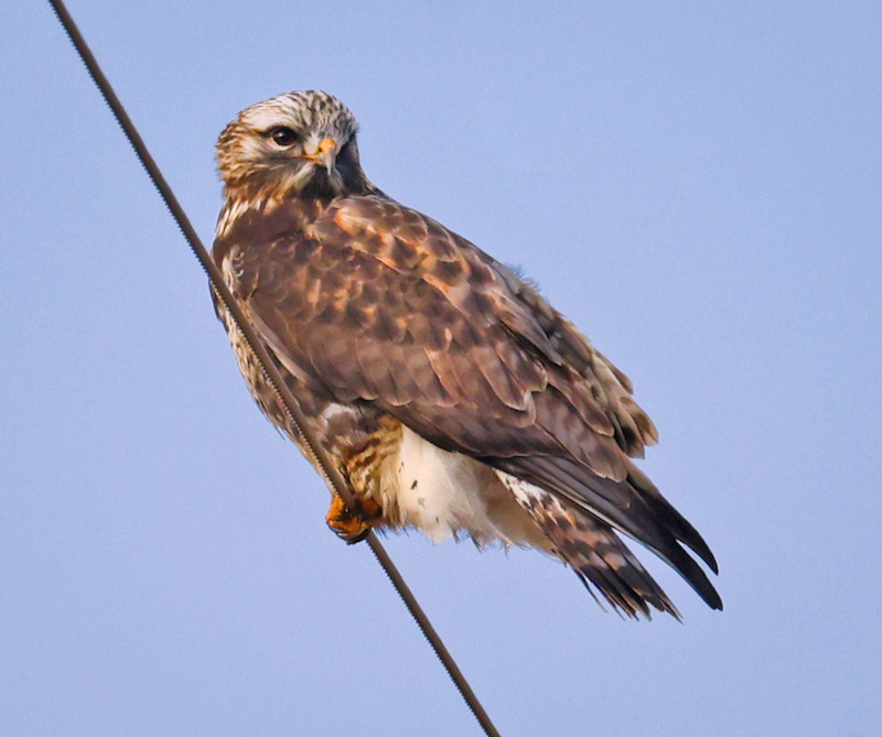 Rough-legged Hawk