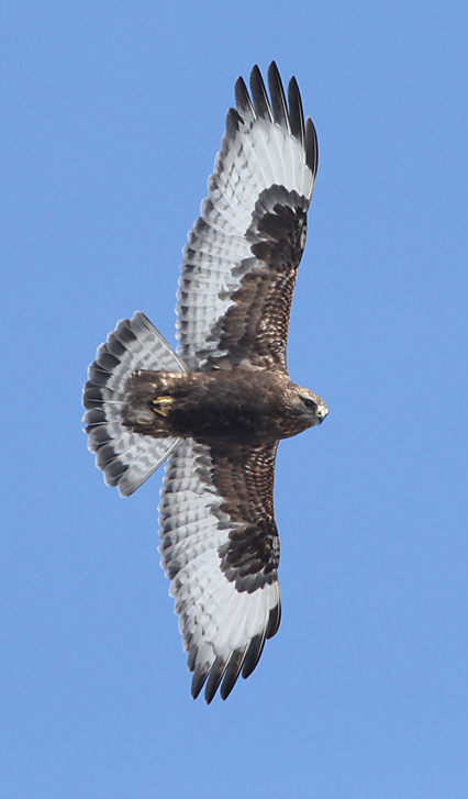 Rough-legged Hawk