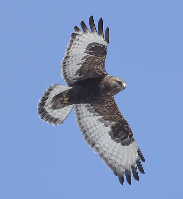 Rough-legged Hawk