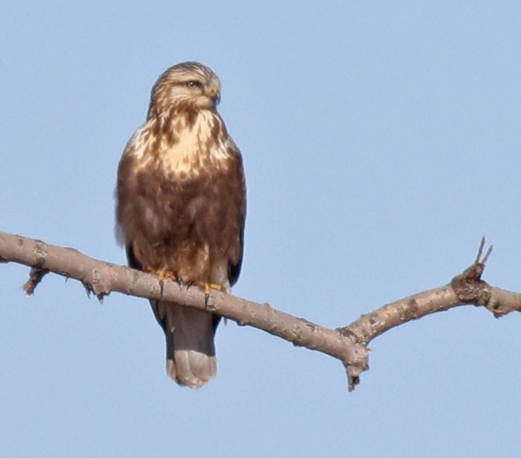 Rough-legged Hawk