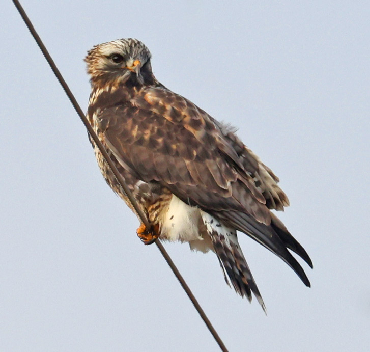 Rough-legged Hawk