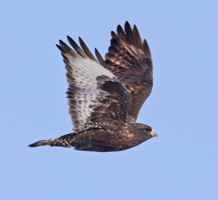 Rough-legged Hawk