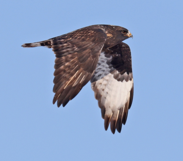 Rough-legged Hawk