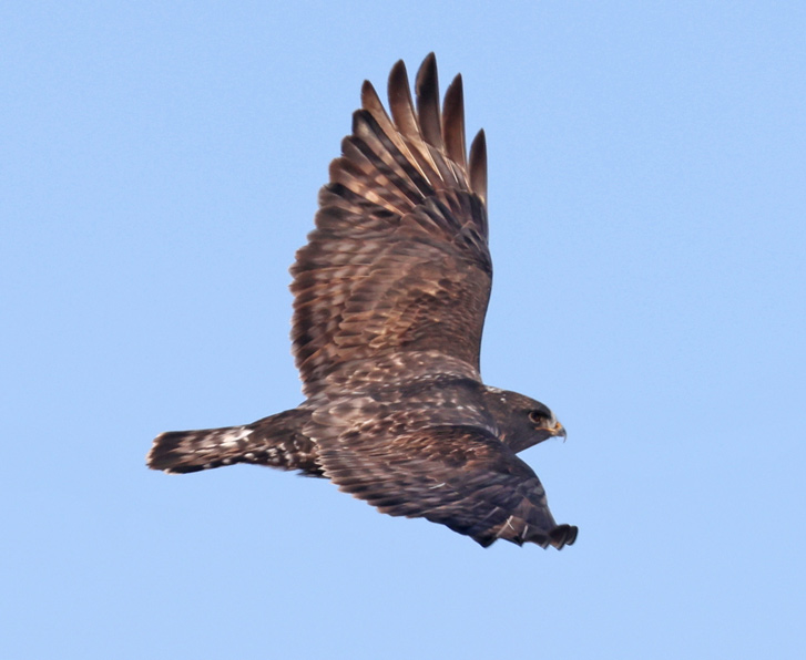 Rough-legged Hawk