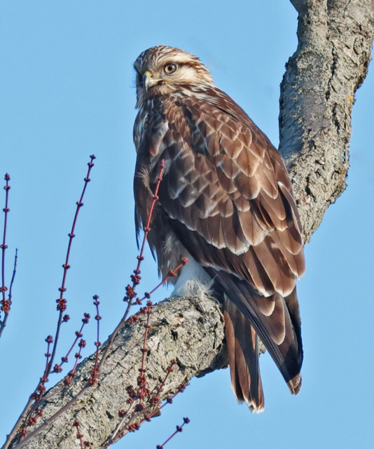 Rough-legged Hawk