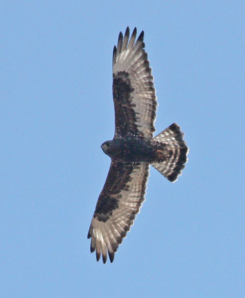 Rough-legged Hawk