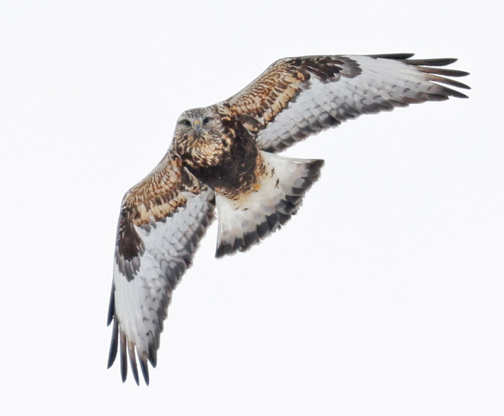 Rough-legged Hawk