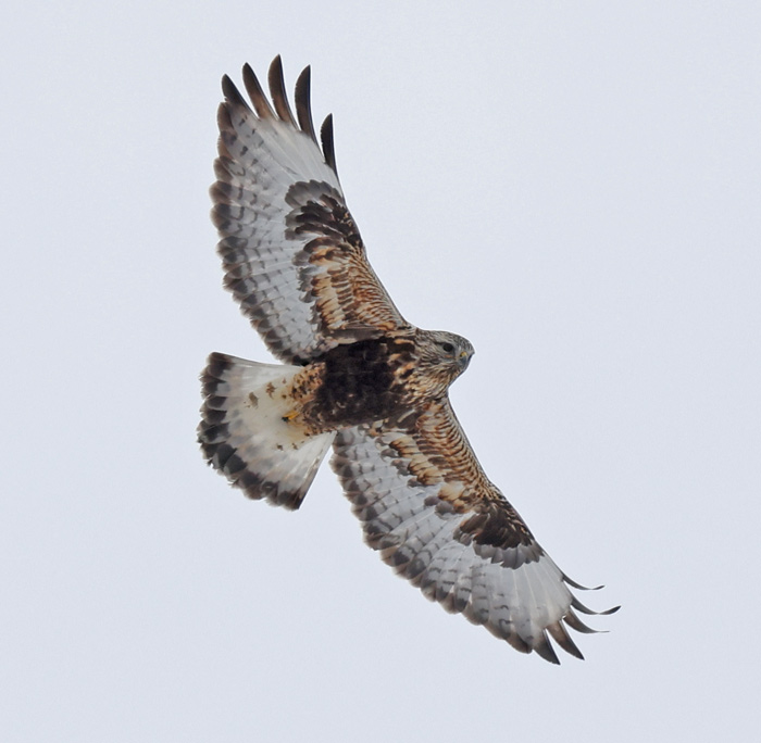 Rough-legged Hawk
