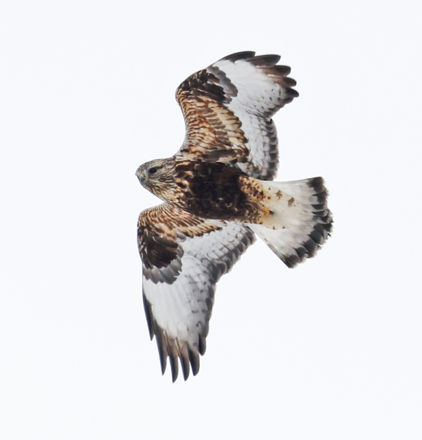 Rough-legged Hawk