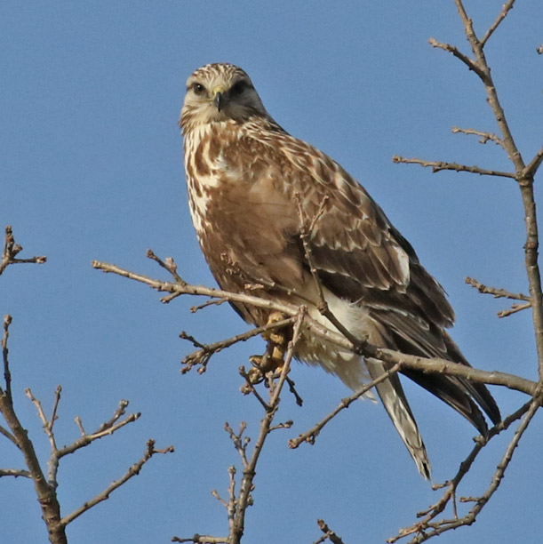 Rough-legged Hawk