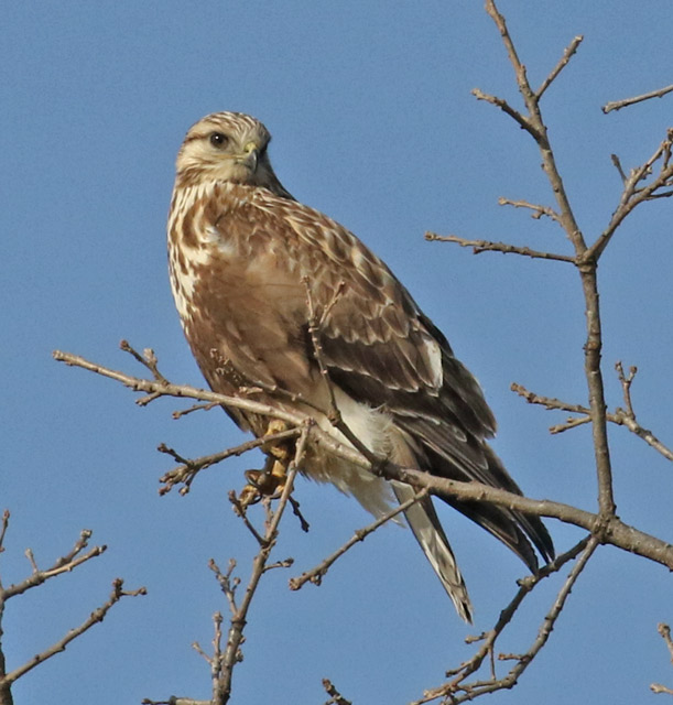 Rough-legged Hawk