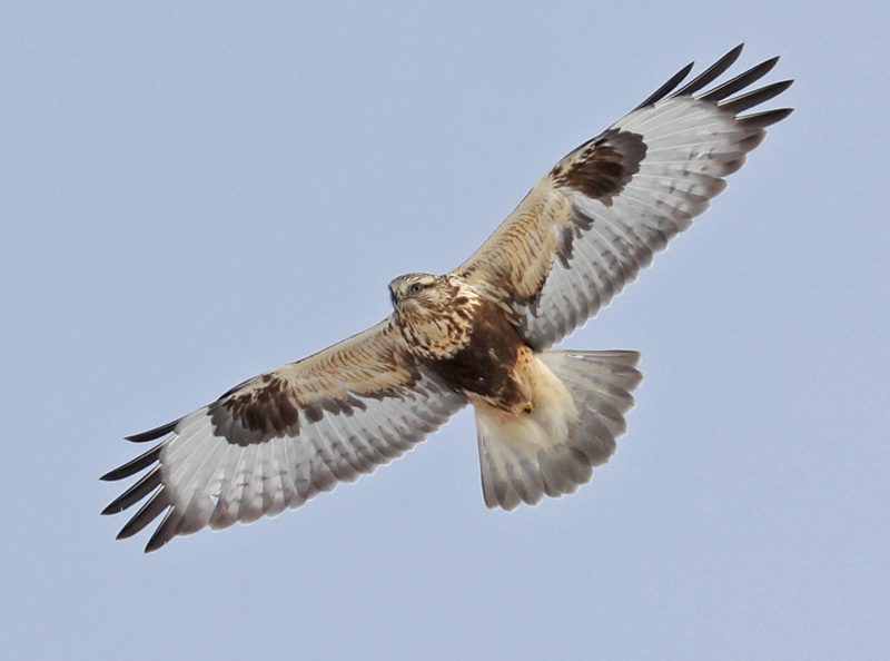 Rough-legged Hawk