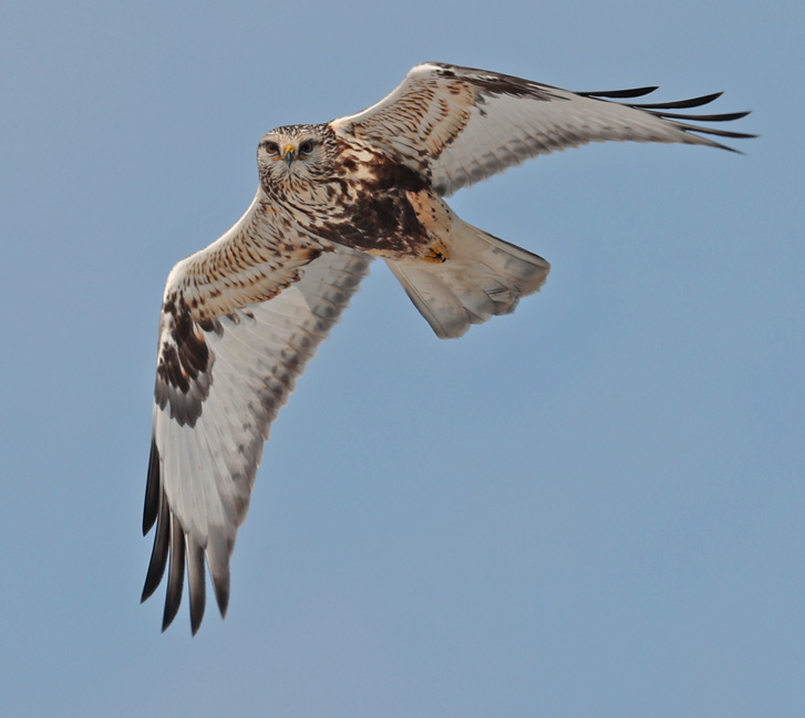 Rough-legged Hawk