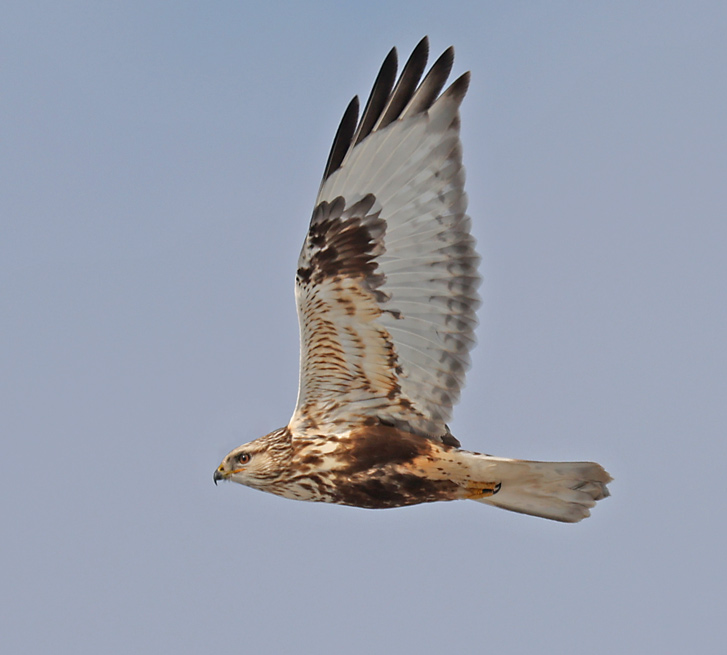 Rough-legged Hawk