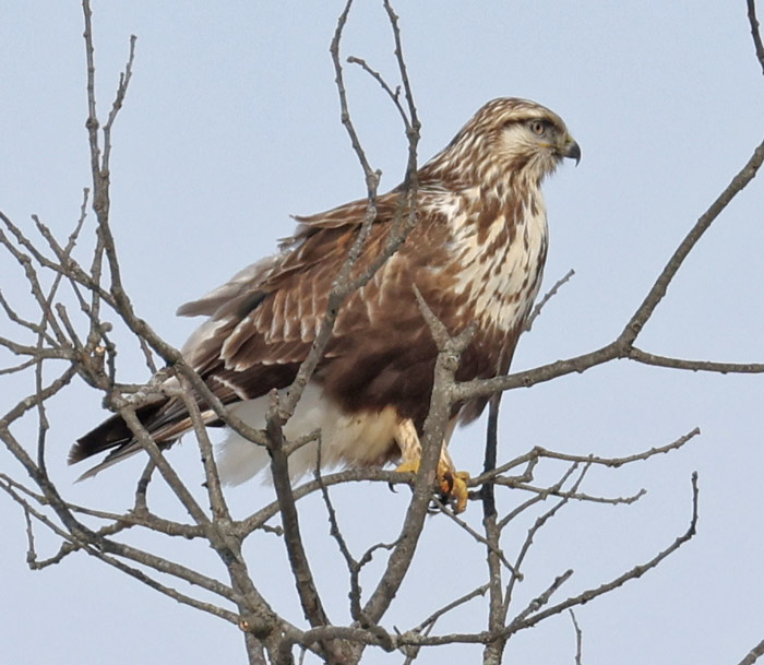 Rough-legged Hawk
