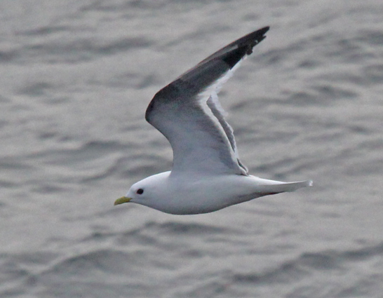 Red-legged Kittiwake
