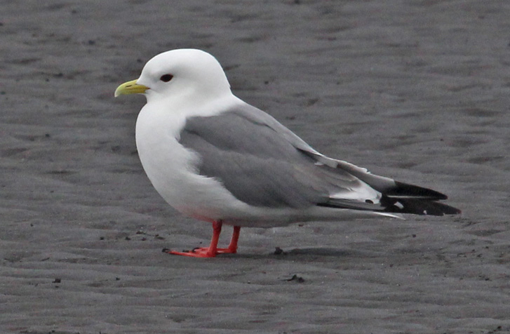Red-legged Kittiwake