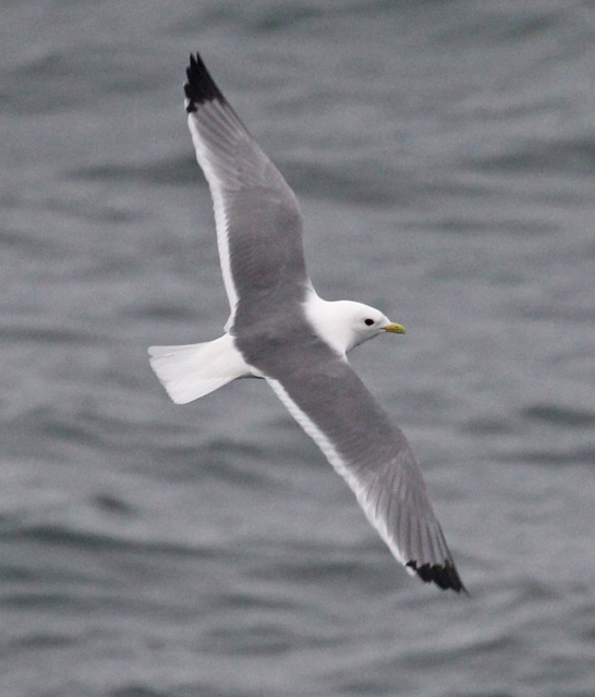 Red-legged Kittiwake