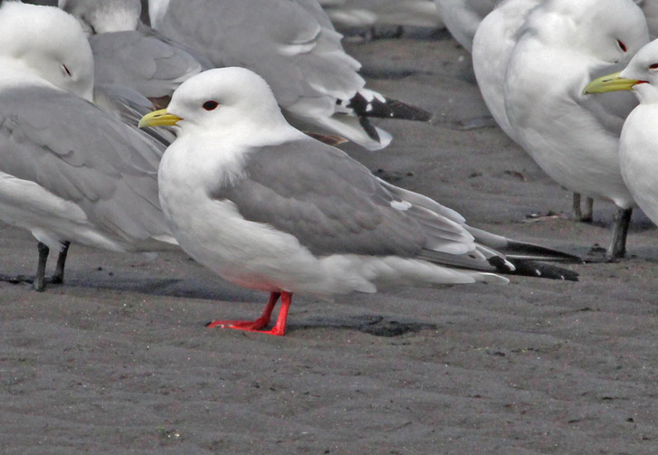 Red-legged Kittiwake