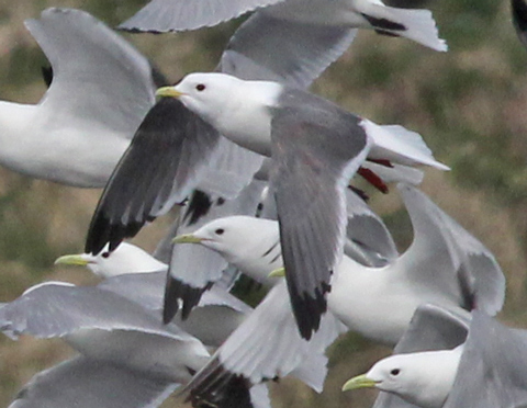 Red-legged Kittiwake