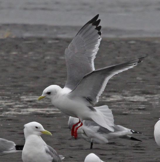 Red-legged Kittiwake