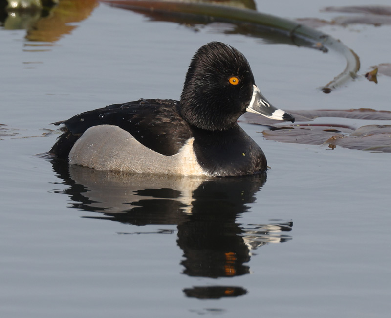 Ring-necked Duck