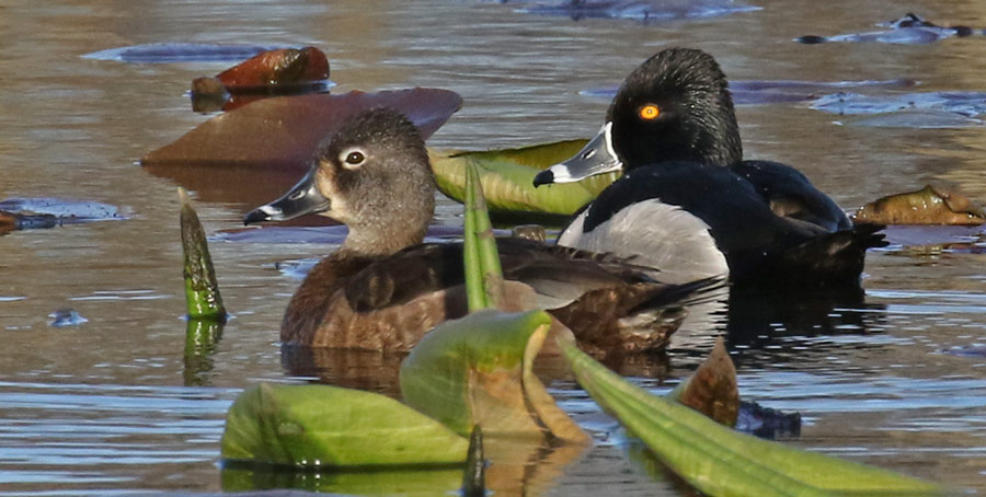 Ring-necked Duck