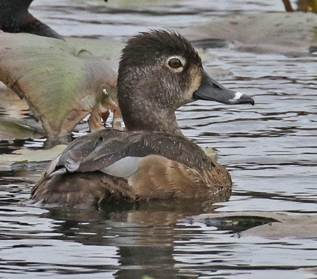 Ring-necked Duck
