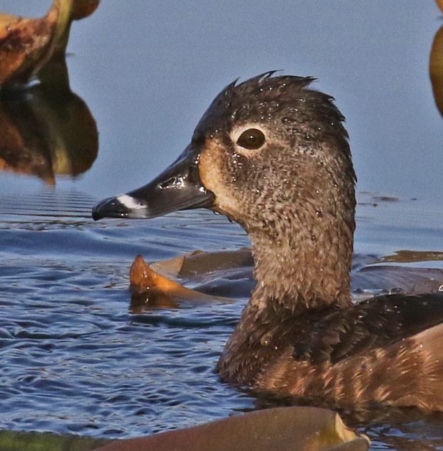 Ring-necked Duck