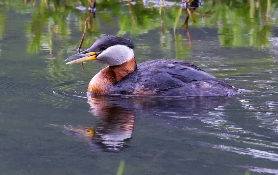 Red-necked Grebe