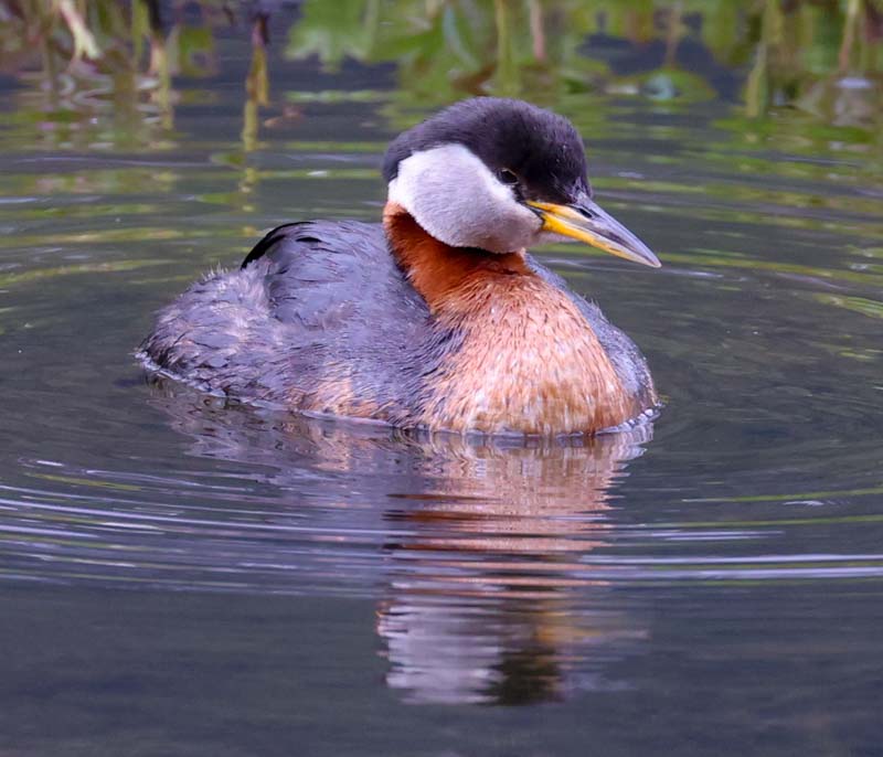 Red-necked Grebe
